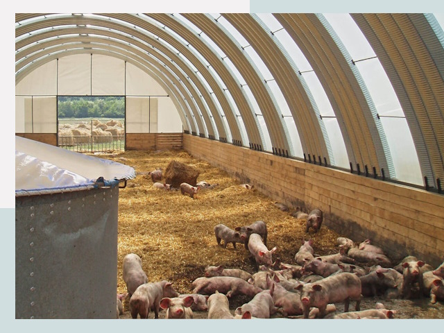 Строительство свинарников в Омске